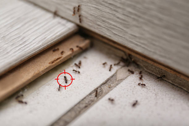 Best Pest Control Treatment  in Silver Hill, MD