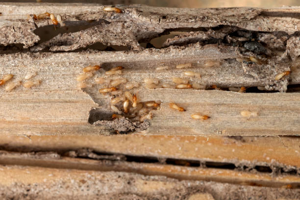 Best Residential Pest Control  in Silver Hill, MD